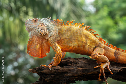Red Iguana on natural background.