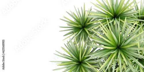 grass isolated on isolated and tree  plant on transparent background