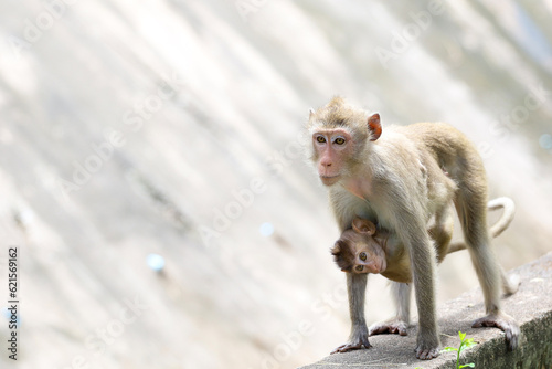 The family Monkey is stay in front of forest