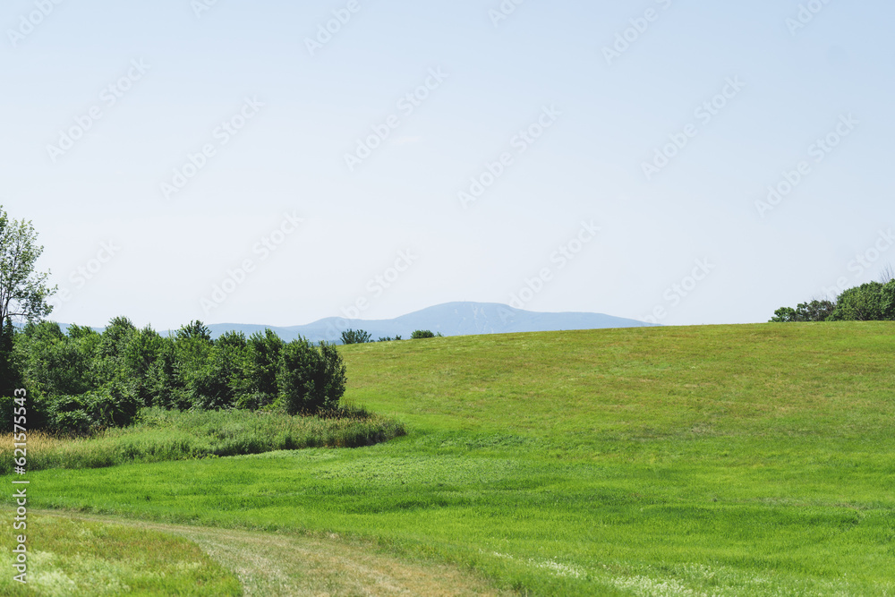 summer landscape field