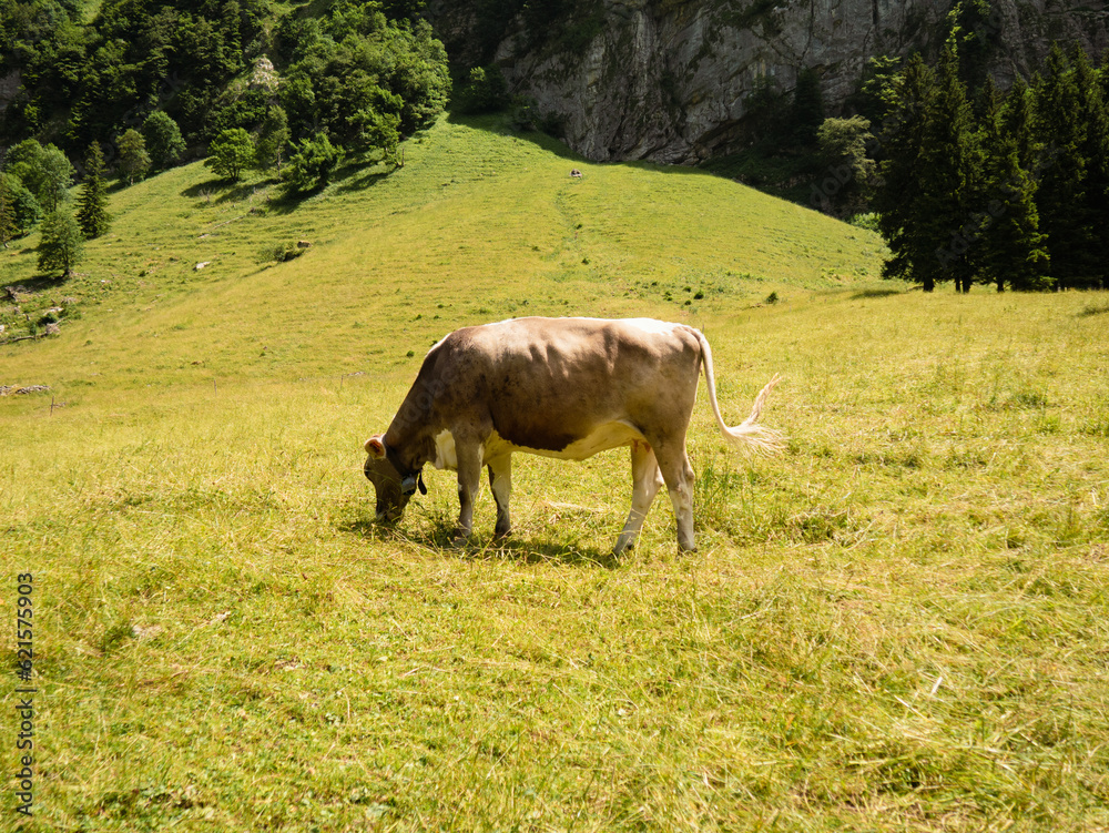 Fototapeta premium Swiss Mountains Säntis Appenzell wanderpath Rockformations Cows