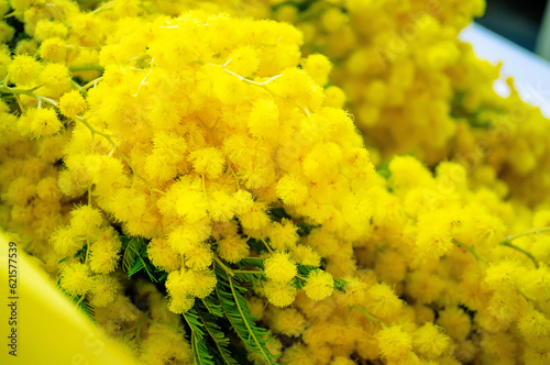 Derwentii Acacia with yellow flowers, mimosa tree, Acacia dealbata. flower is a symbol of spring and women's holiday photo
