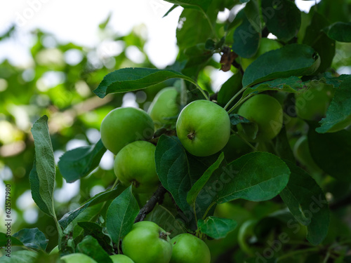 Organic unripe green apples hanging on an apple tree branch