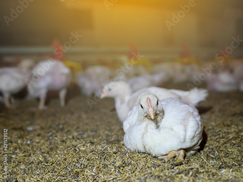 The white chicken in the agriculture business farming