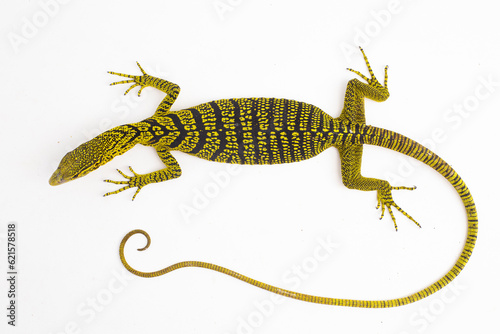 Yellow tree monitor or Reisinger's tree monitor Varanus reisingeri isolated on white background photo