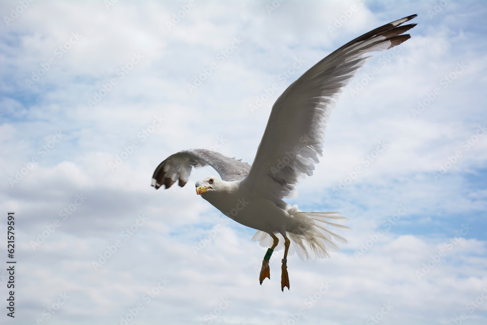 seagull in flight