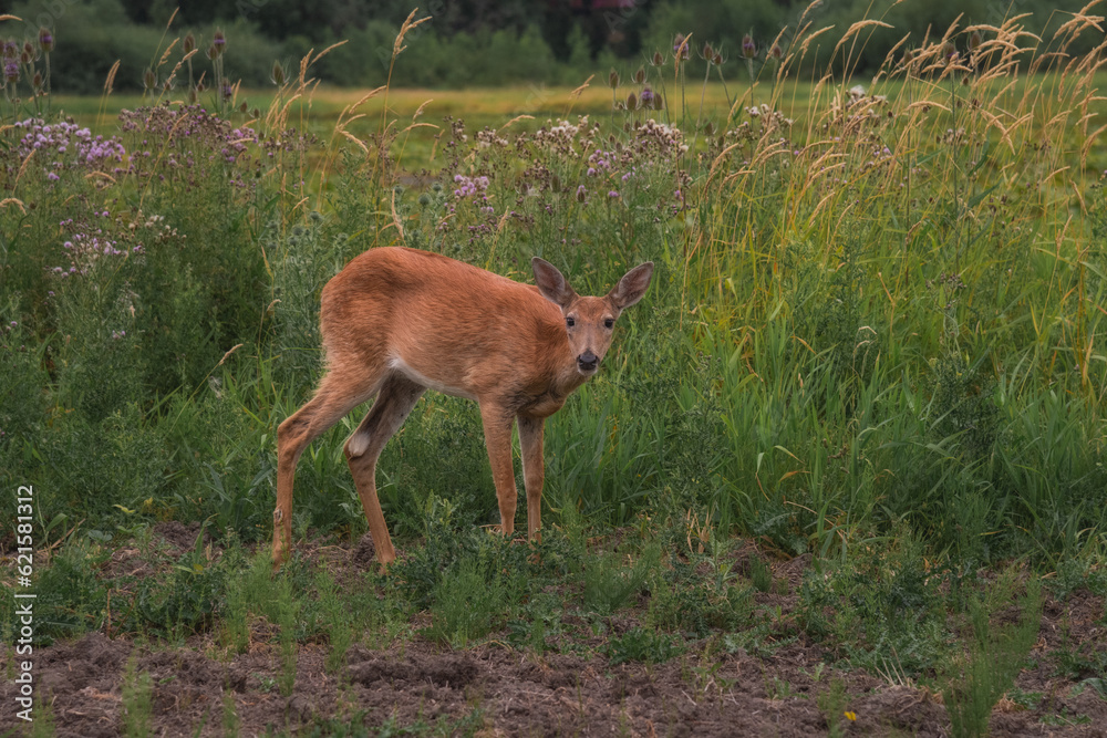 Deer in forest grasslands looking at camera