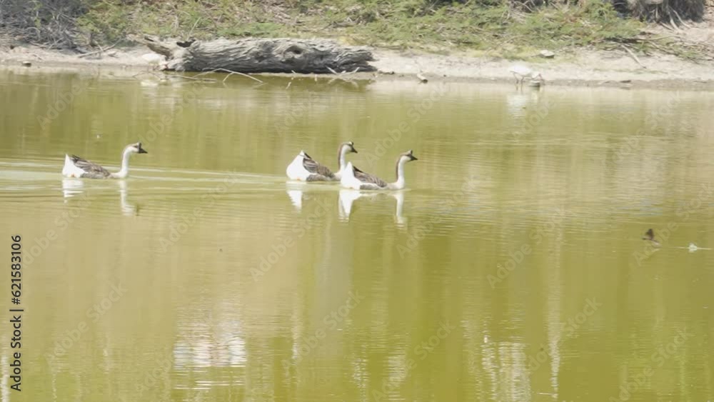 family of Mexican geese and ducks in pond slow motion 