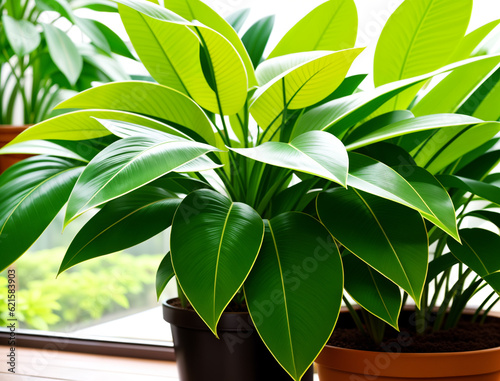 Beautiful green lush indoor plants, generative ai. Decoration and landscaping indoor