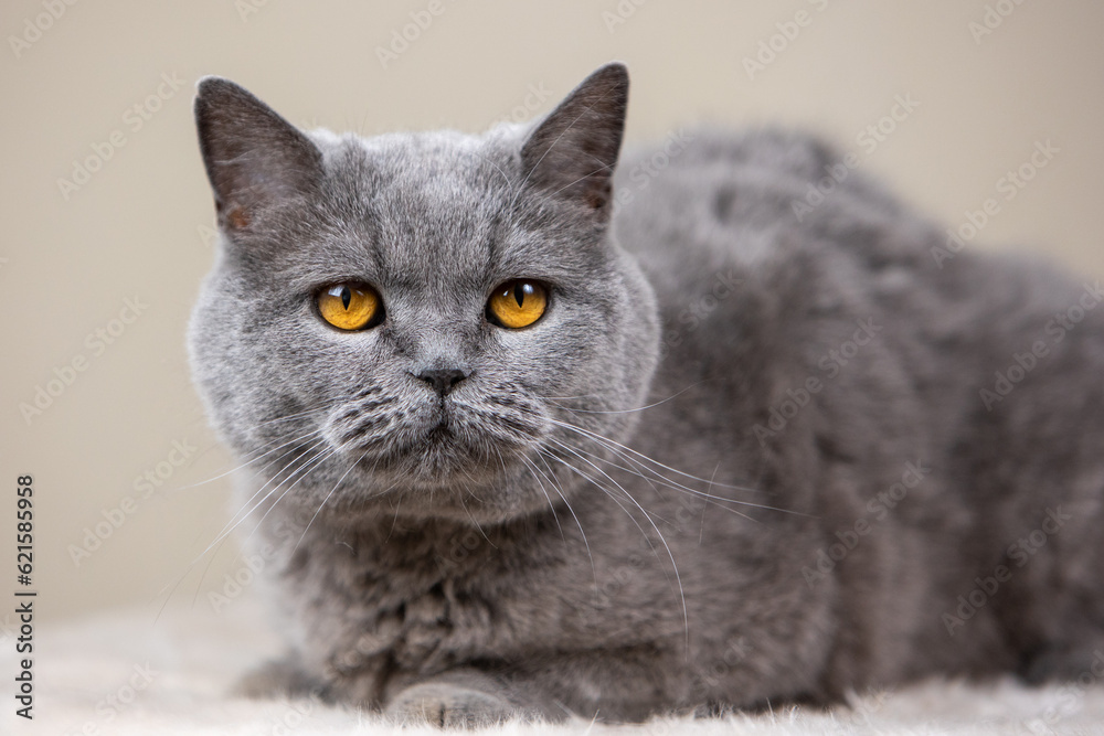 Portrait of a gray british shorthair cat