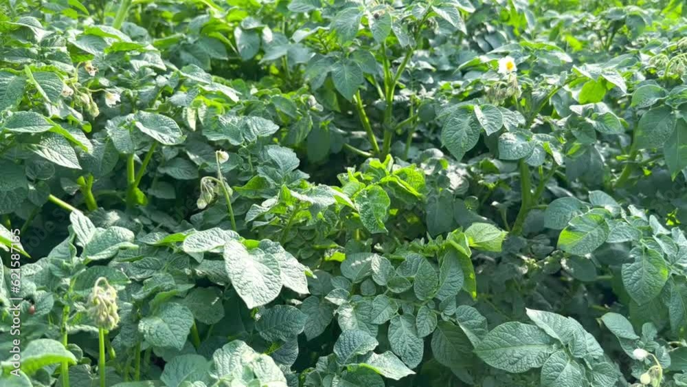 Big thick green and flowering potato bushes are planted in a clean farm field. Cultivation and care of potatoes on agricultural land. The concept of agriculture. Growing food. Big thick green and flowering potato bushes are planted in a clean farm field. Cultivation and care of potatoes on agricultural land. The concept of agriculture. Growing food.