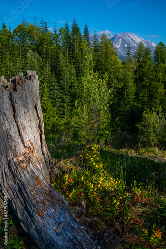 pine tree in the mountains