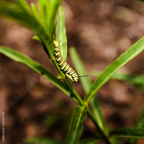 Monarch butterfly caterpillar feeds on a Narrowleaf Milkweed plant