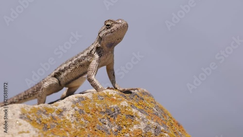 Western Fence Lizard or Sagebrush Lizard. Sceloporus is a medium sized California lizard. Lives among grass and stones. Soutern california. photo