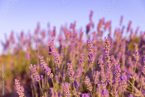 Lavender flowers fields on the Hvar Island in Croatia. Sunset in lavender field.
