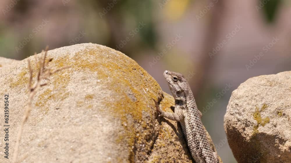 Western Fence Lizard or Sagebrush Lizard. Sceloporus is a medium sized California lizard. Lives among grass and stones. Soutern california. Western Fence Lizard or Sagebrush Lizard. Sceloporus is a medium sized California lizard. Lives among grass and stones. Soutern california.
