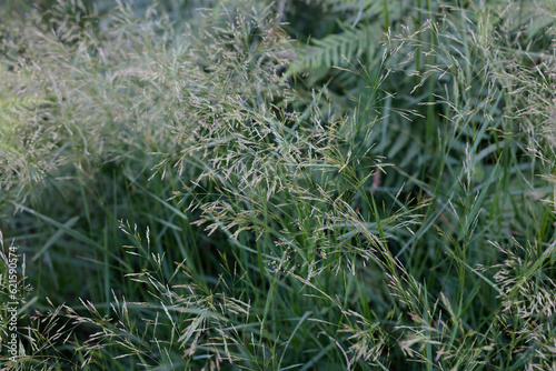 zittergras sommer wiese photo