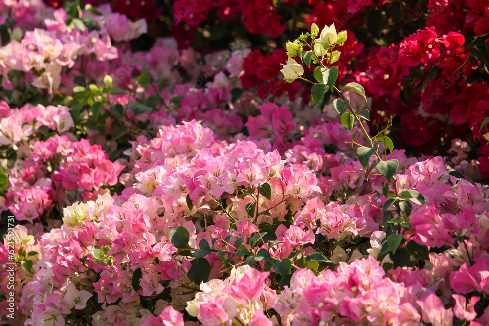 Bougainvillea in the garden of Thailand