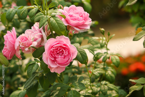 pink roses in the garden © Tosdy Prince Shutte