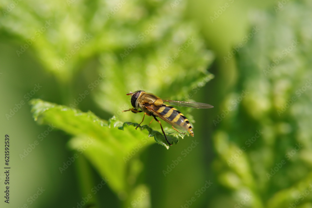 Syrphe du groseillier (syrphus ribesii) Syrphe du groseillier (syrphus ribesii)