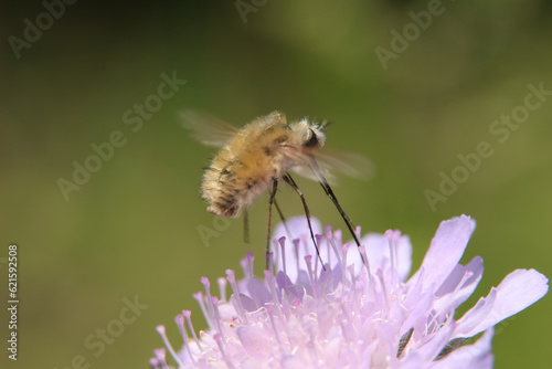 Bombyle (bombylius major) photo