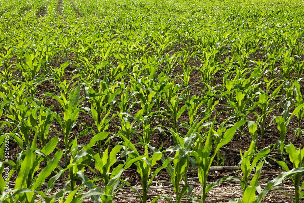 Farm field with young corn plants close-up on a sunny summer day