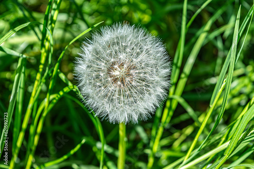 Dandelion with seeds ready to fly