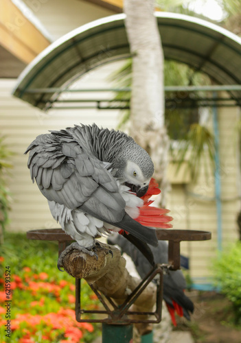African Grey Parrot in nature surrounding