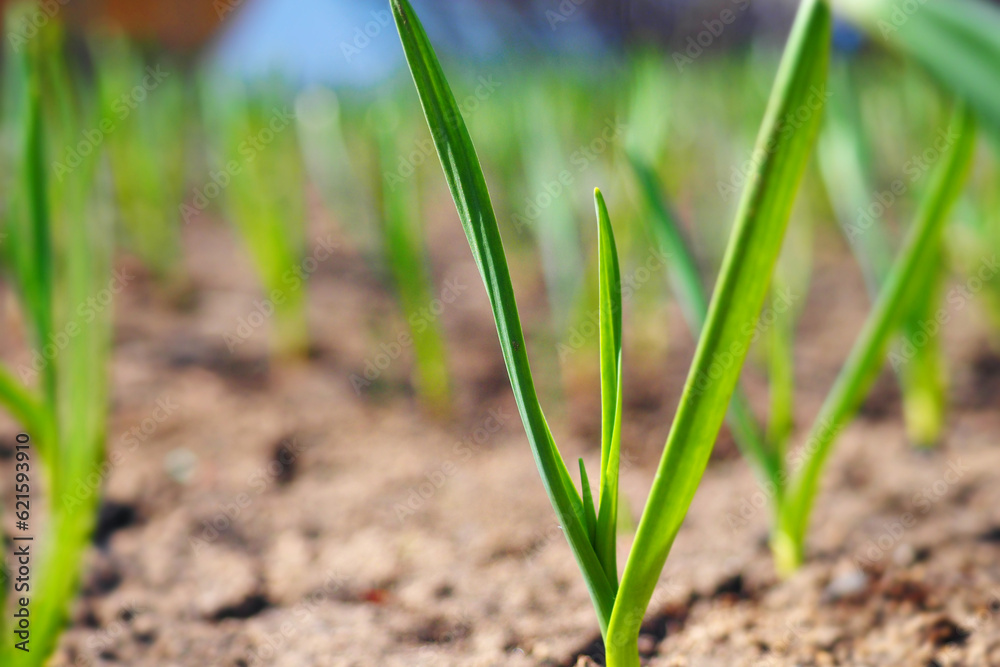 Green garlic or onion grows in garden bed. Close-up view from bottom. Spring sowing and growth of vegetables. Background. Green garlic or onion grows in garden bed. Close-up view from bottom. Spring sowing and growth of vegetables. Background.