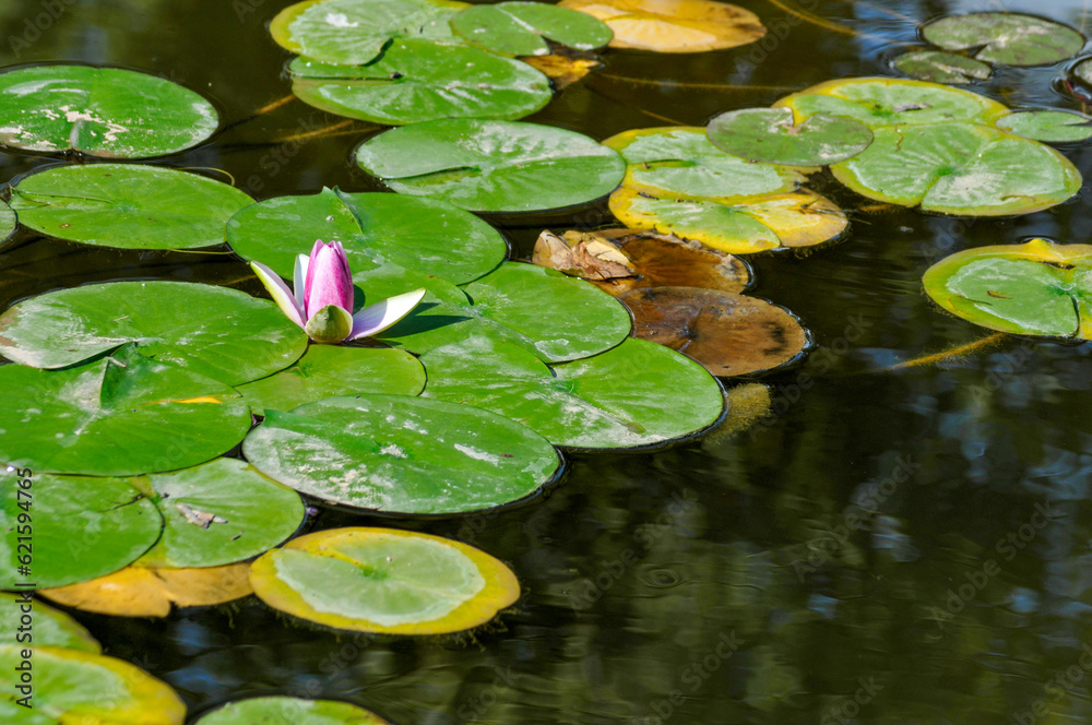 Water Lily And Lily Pads On The Pond In Summer Water Lily And Lily Pads On The Pond In Summer