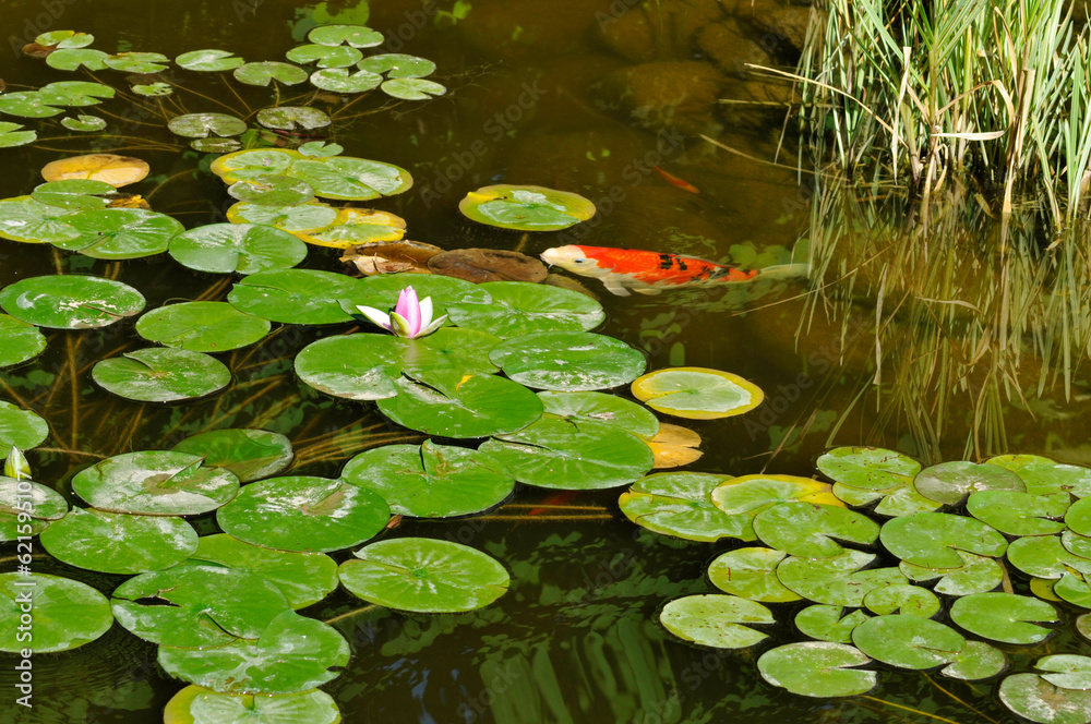 Goldfish Swimming Among Lily Pads On The Pond In Summer Goldfish Swimming Among Lily Pads On The Pond In Summer