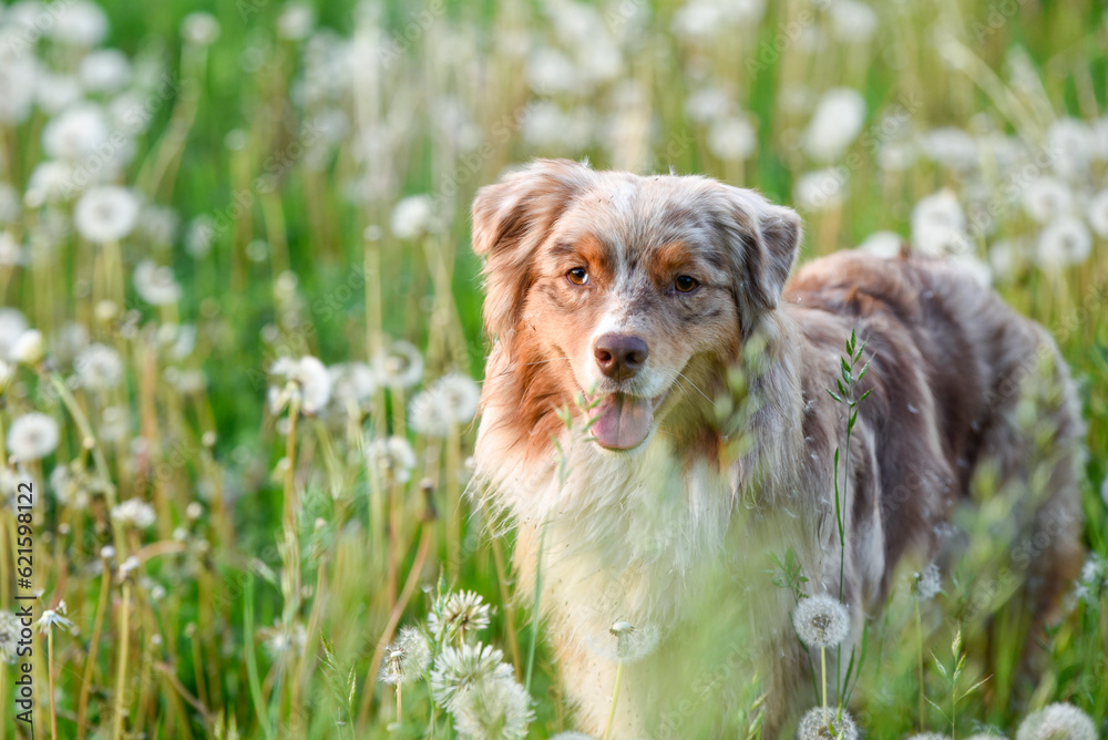 świąteczny portret psa wiosną w kwiatach - obrazy, fototapety, plakaty 