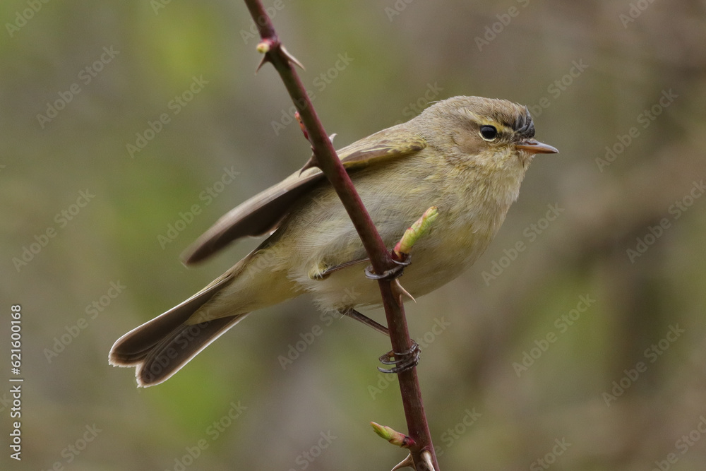 Obraz premium Pouillot véloce (Phylloscopus collybita)