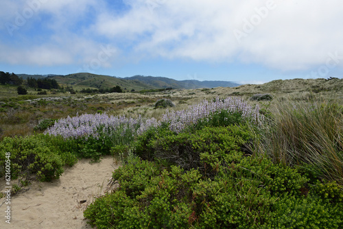 Dunes with Wildflowers at Limantour Beach, Point Reyes National Seashore photo