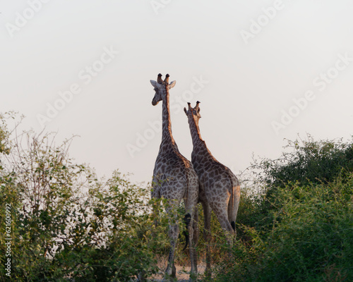 Photography Back view of a two giraffes standing against a cloudless and colourless sky in t