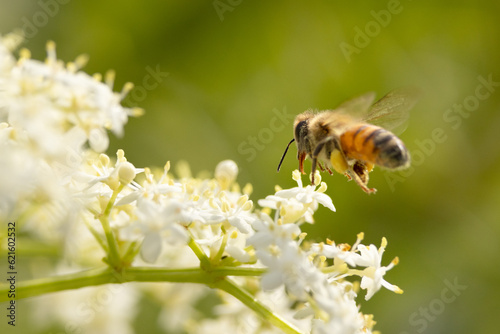 A honey bee (Apis mellifera) gathering pollen from the flowers of an elderberry shrub