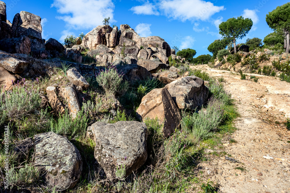 Camino entre rocas y pinos Camino entre rocas y pinos