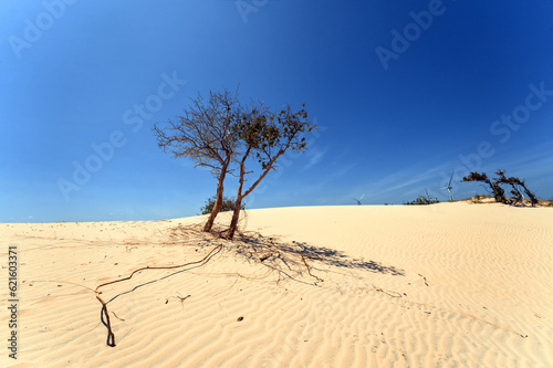 Tree growing on White Sand Dunes of Mui Ne, Vietnam
