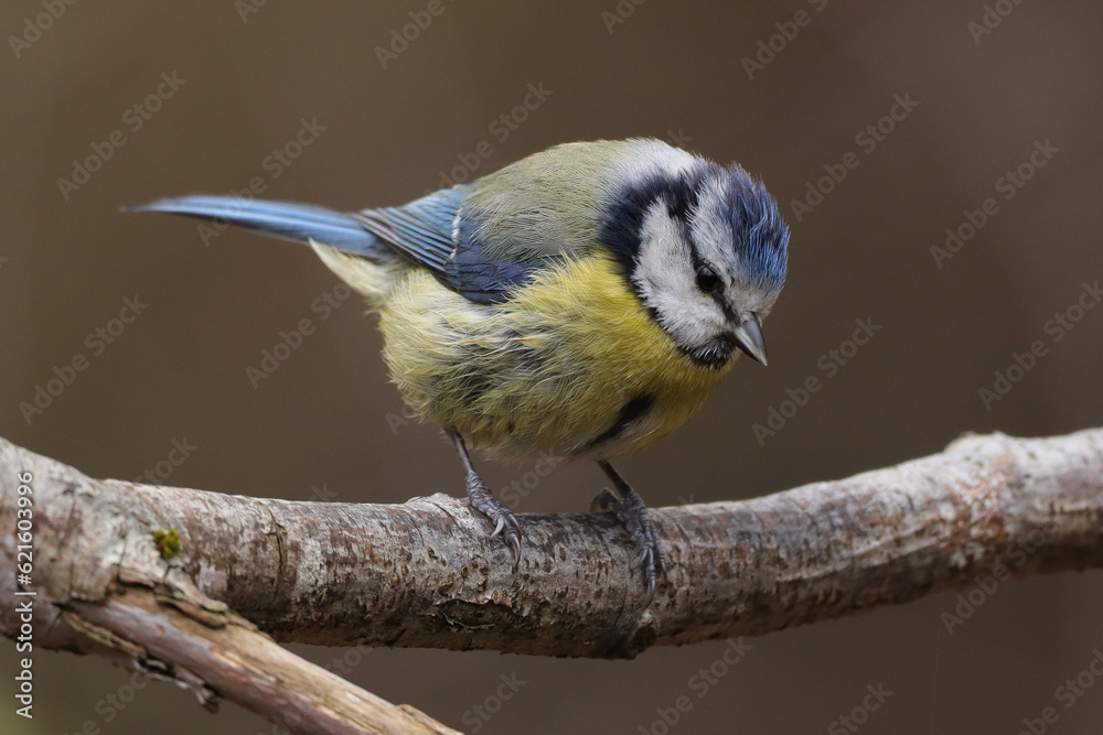 Obraz premium Mésange bleue (Cyanistes caeruleus)