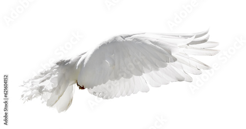 isolated flying pure white pigeon with lush tail