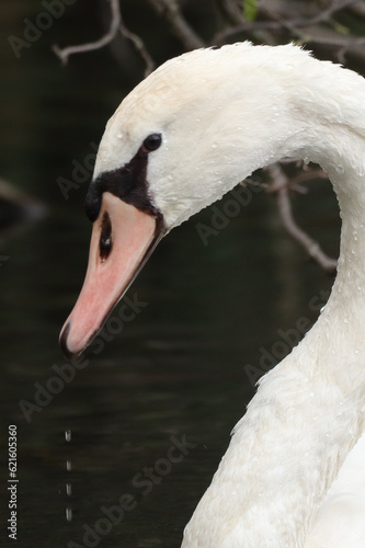 Cygne tuberculé --- Cygne muet (cygnus olor) photo