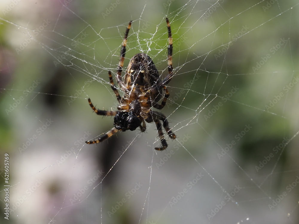 Garden spider weaving its web Garden spider weaving its web