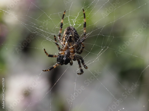 Garden spider weaving its web