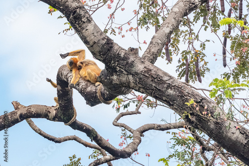 Female Howler Monkey with young photo