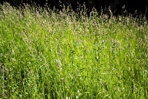 Dactylis glomerata, species of flowering plant in the grass family Poaceae, commonly known as cock's-foot, orchard grass, or cat grass.