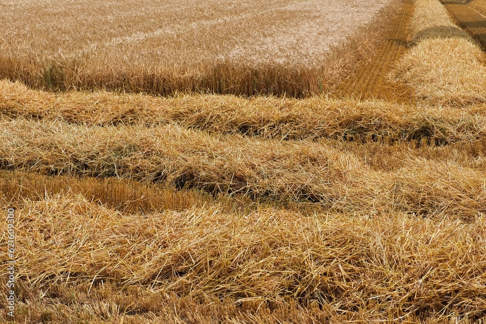 Fototapeta premium Getreidefeld im Sommer am Niederrhein