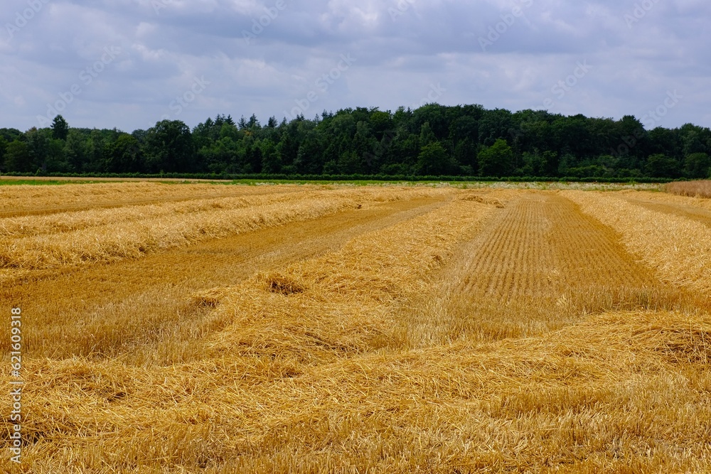 Getreidefeld im Sommer am Niederrhein