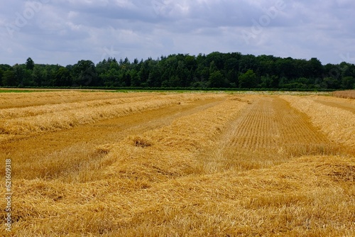 Getreidefeld im Sommer am Niederrhein