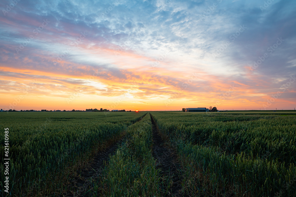 Idyllic view of a colorful sunset over a wheat field