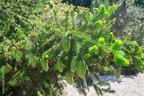 Green hanging cones of a tigertail spruce (Picea polita or Picea torano) in botanical garden 